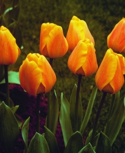 Tulpen Beauty of Apeldoorn